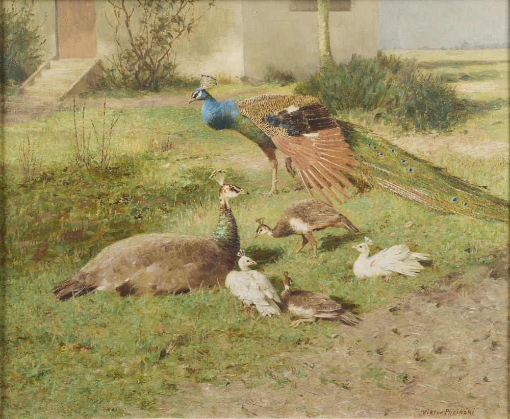 Pfauen Pfauen